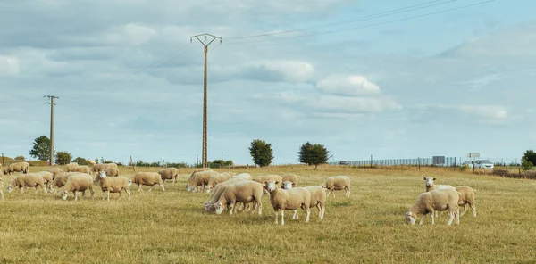 Herd of sheep grazing on a grassy field on a sunny day in Normandy, France. Sheep breeding, industrial agriculture concept. Summer countryside landscape, pastureland for domesticated livestock — Stock Photo, Image