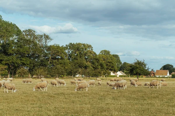 Herd of sheep grazing on a grassy field on a sunny day in Normandy, France. Sheep breeding, industrial agriculture concept. Summer countryside landscape, pastureland for domesticated livestock — Stock Photo, Image