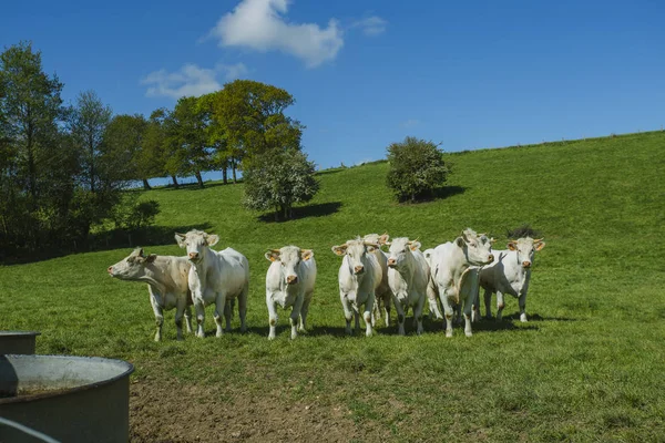 Cows grazing on grassy green field on a bright sunny day. Normandy, France. Cattle breeding and industrial agriculture concept. Summer countriside landscape and pastureland for domesticated livestock — Stock Photo, Image