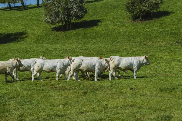 Cows grazing on grassy green field on a bright sunny day. Normandy, France. Cattle breeding and industrial agriculture concept. Summer countriside landscape and pastureland for domesticated livestock — Stock Photo, Image