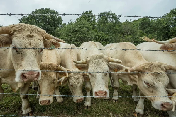 Коровы пасутся на зеленом травянистом поле в солнечный день, Нормандия, Франция. Разведение скота, концепция промышленного сельского хозяйства. Летний сельский пейзаж, пастбища для домашнего скота . — стоковое фото