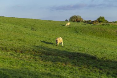 Parlak güneşli bir günde çimenli yeşil alanda otlayan inekler. Normandy, Fransa. Hayvancılık ve endüstriyel tarım kavramı. Yaz countriside peyzaj ve pastureland Evcil hayvan beslemek
