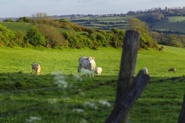 Parlak güneşli bir günde çimenli yeşil alanda otlayan inekler. Normandy, Fransa. Hayvancılık ve endüstriyel tarım kavramı. Yaz countriside peyzaj ve pastureland Evcil hayvan beslemek