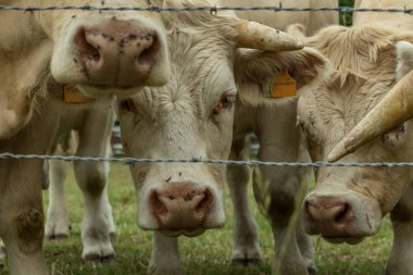 Güneşli bir günde, Normandy, Fransa bir yeşil çimenli alanda otlayan inekler. Hala Hayvancılık sanayi tarım kavramı. Yaz kırsal manzara, pastureland için Hayvancılık Evcil. Yakın çekim.