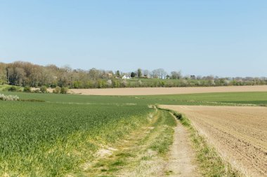 Tarım alanları ve güneşli bir bahar günü toprak yolda Normandy, Fransa için. Kırsal manzara