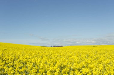 Güzel sarı çiçekli tecavüz alan Normandy, Fransa için. Ülke tarım manzara bir güneşli bahar gününde.
