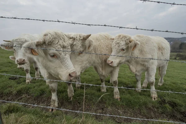 Коровы пасутся на поле. Нормандия, Франция. Порода крупного рогатого скота. Облачное утро в сельской местности. Toned — стоковое фото