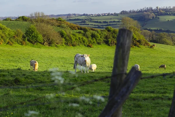 Parlak güneşli bir günde çimenli yeşil alanda otlayan inekler. Normandy, Fransa. Hayvancılık ve endüstriyel tarım kavramı. Yaz countriside peyzaj ve pastureland Evcil hayvan beslemek