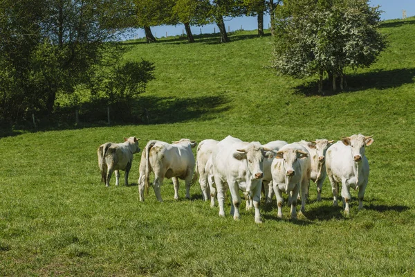 Cows grazing on grassy green field on a bright sunny day. Normandy, France. Cattle breeding and industrial agriculture concept. Summer countriside landscape and pastureland for domesticated livestock — Stock Photo, Image
