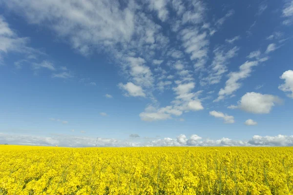 Поле рапса Мбаппе в Норильске, Франция. Сельскохозяйственный ландшафт в солнечный весенний день . — стоковое фото