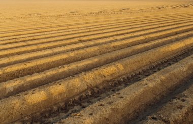 Normandy, Fransa için dikim bitkileri için hazırlanan sürülmüş tarım alanları. Kırsal manzara, tarım arazileri bahar. Çevre dostu tarım ve sanayi tarım kavramı.