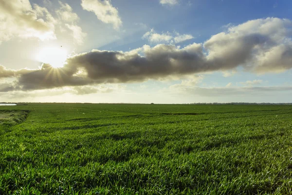 Campo di grano verde in una giornata di sole. Paesaggio di campagna, campi agricoli, prati e terreni agricoli in primavera. Agricoltura rispettosa dell'ambiente e agricoltura industriale — Foto Stock