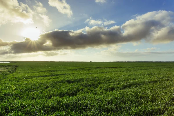 Campo de trigo verde en un día soleado. Paisaje rural, campos agrícolas, prados y tierras de cultivo en primavera. Agricultura respetuosa del medio ambiente y agricultura industrial —  Fotos de Stock