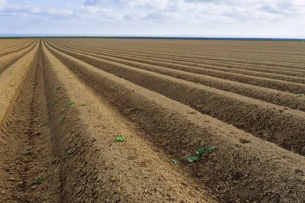 Gepflügte landwirtschaftliche Felder, die für den Anbau von Feldfrüchten in der Normandie vorbereitet wurden. Landschaft, Ackerland im Frühling. umweltfreundliche Landwirtschaft und industrielle Landwirtschaft. Nahaufnahme — Stockfoto