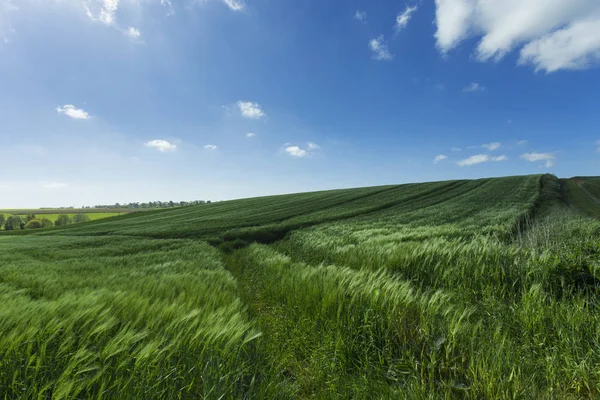 Campo di grano verde in una giornata di sole. Paesaggio di campagna, campi agricoli, prati e terreni agricoli in primavera. Agricoltura rispettosa dell'ambiente e agricoltura industriale — Foto Stock