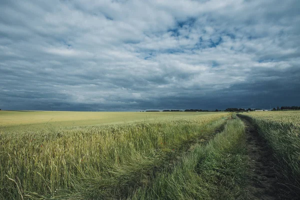 Campi di grano verde in una giornata nuvolosa. Cielo pittoresco e drammatico. Paesaggio di campagna, campi agricoli, prati e terreni agricoli in estate. Agricoltura ecologica, concetto di agricoltura industriale . — Foto Stock