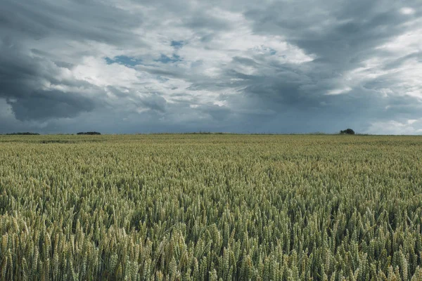 Campi di grano verde in una giornata nuvolosa. Cielo pittoresco e drammatico. Paesaggio di campagna, campi agricoli, prati e terreni agricoli in estate. Agricoltura ecologica, concetto di agricoltura industriale . — Foto Stock