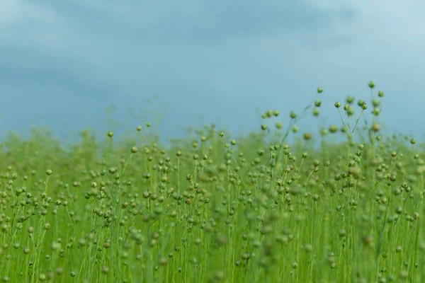 Campo di lino verde in una luminosa giornata di sole in Normandia, Francia. Paesaggio di campagna, campi agricoli, prati e terreni agricoli in estate. Agricoltura ecologica, concetto di agricoltura industriale — Foto Stock