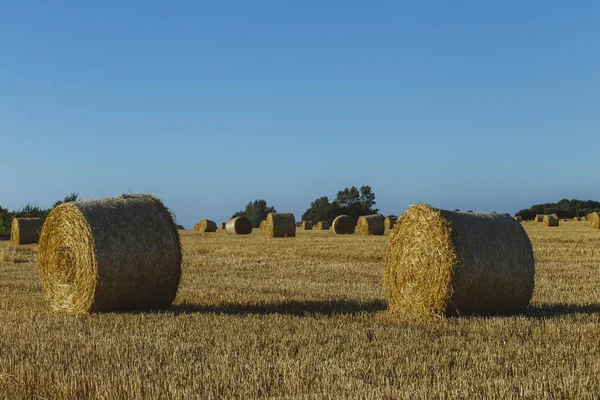 Weizenfeld mit Strohballen nach der Ernte an einem sonnigen Tag in der Normandie, Frankreich. Landschaft, landwirtschaftliche Felder im Sommer. umweltfreundliche Landwirtschaft, Konzept der industriellen Landwirtschaft — Stockfoto