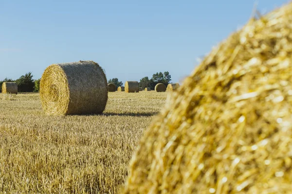 Campo de trigo amarillo con fardos de paja después de la cosecha en un día soleado en Normandía, Francia. Paisaje rural, campos agrícolas en verano. Agricultura respetuosa con el medio ambiente, agricultura industrial — Foto de Stock