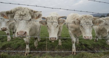 Bir alanda otlayan inekler. Normandy, Fransa. Büyük sığır ırkı. Bir kırsal bulutlu sabah. Tonda