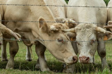 Güneşli bir günde, Normandy, Fransa bir yeşil çimenli alanda otlayan inekler. Hala Hayvancılık sanayi tarım kavramı. Yaz kırsal manzara, pastureland için Hayvancılık Evcil. Yakın çekim.