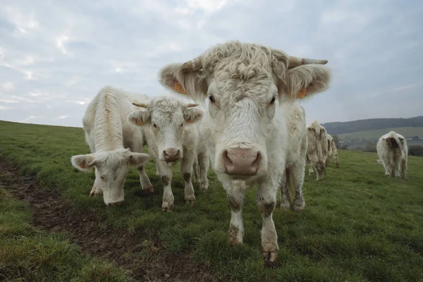 Коровы пасутся на поле. Нормандия, Франция. Порода крупного рогатого скота. Облачное утро в сельской местности. Toned — стоковое фото