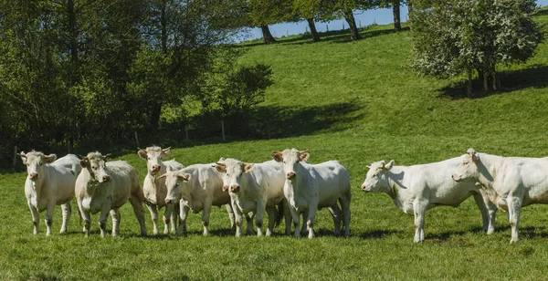 Vacas pastando em campo verde gramado em um dia ensolarado brilhante. Normandia, França. Criação de gado e conceito de agricultura industrial. Paisagem rural de verão e pastagens para gado domesticado — Fotografia de Stock