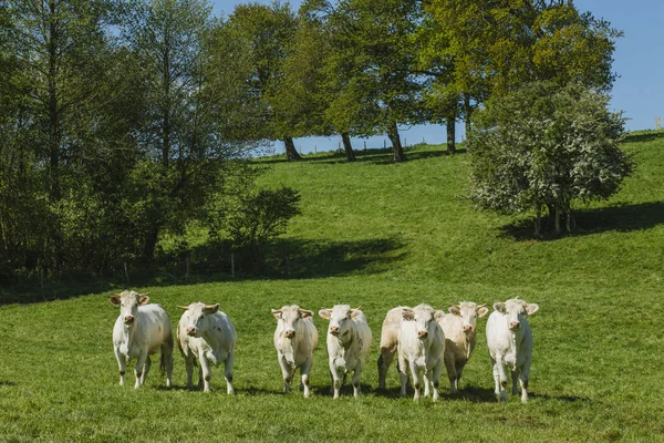 Cows grazing on grassy green field on a bright sunny day. Normandy, France. Cattle breeding and industrial agriculture concept. Summer countriside landscape and pastureland for domesticated livestock — Stock Photo, Image