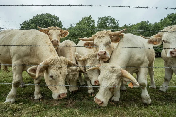 Vacas pastando en un campo de hierba verde en un día soleado, Normandía, Francia. Ganadería, concepto de agricultura industrial. Paisaje rural de verano, pastizales para ganado doméstico . — Foto de Stock