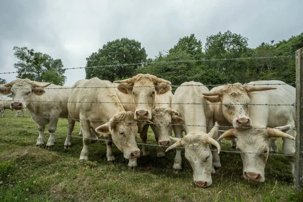Коровы пасутся на зеленом травянистом поле в солнечный день, Нормандия, Франция. Разведение скота, концепция промышленного сельского хозяйства. Летний сельский пейзаж, пастбища для домашнего скота . — стоковое фото
