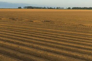 Normandy, Fransa için dikim bitkileri için hazırlanan sürülmüş tarım alanları. Kırsal manzara, tarım arazileri bahar. Çevre dostu tarım ve sanayi tarım kavramı.