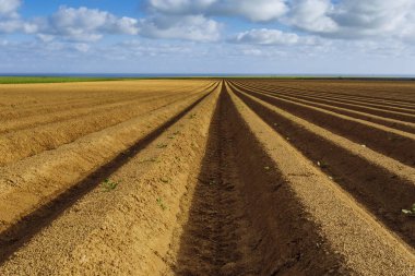 Normandy, Fransa için dikim bitkileri için hazırlanan sürülmüş tarım alanları. Kırsal manzara, tarım arazileri bahar. Çevre dostu tarım ve sanayi tarım kavramı