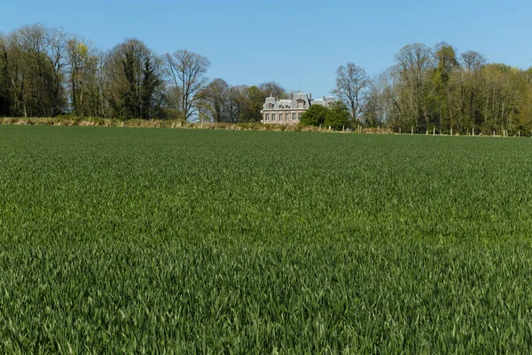 在法国诺曼底一个阳光明媚的春日, 农业领域。乡村景观 — 图库照片