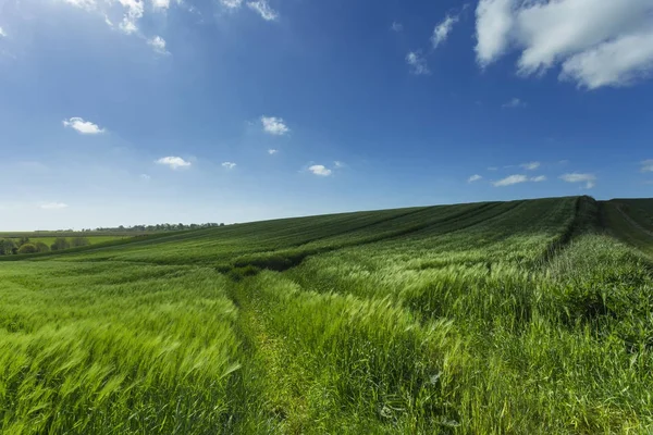 Campo di grano verde in una giornata di sole. Paesaggio di campagna, campi agricoli, prati e terreni agricoli in primavera. Agricoltura rispettosa dell'ambiente e agricoltura industriale — Foto Stock