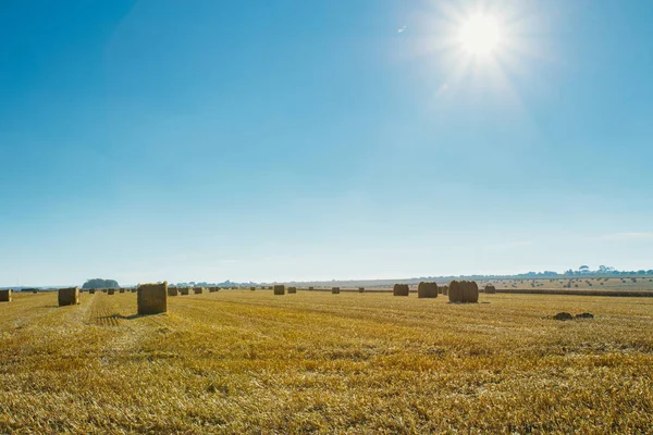 Weizenfeld mit Strohballen nach der Ernte an einem sonnigen Tag in der Normandie, Frankreich. Landschaft mit Sonnenstrahlen am blauen Himmel, landwirtschaftliche Felder im Sommer. Konzept der industriellen Landwirtschaft — Stockfoto