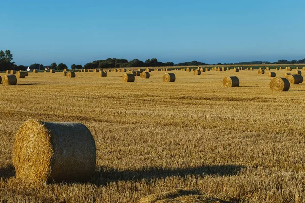 Πεδίο κίτρινο σιτάρι με αχυρόμπαλες μετά τη συγκομιδή σε μια ηλιόλουστη ημέρα στη Νορμανδία, Γαλλία. Τοπίο της χώρας, γεωργικό τομέα το καλοκαίρι. Φιλική προς το περιβάλλον γεωργία, η έννοια της βιομηχανικής γεωργίας — Φωτογραφία Αρχείου