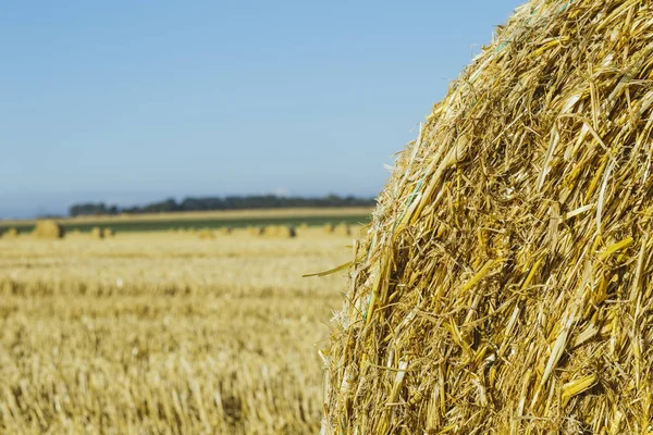 Campo de trigo amarelo com fardos de palha após a colheita em um dia ensolarado na Normandia, França. Paisagem rural, campos agrícolas no verão. Agricultura amiga do ambiente, conceito de agricultura industrial — Fotografia de Stock