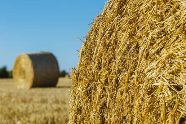 Weizenfeld mit Strohballen nach der Ernte an einem sonnigen Tag in der Normandie, Frankreich. Landschaft, landwirtschaftliche Felder im Sommer. umweltfreundliche Landwirtschaft, Konzept der industriellen Landwirtschaft — Stockfoto