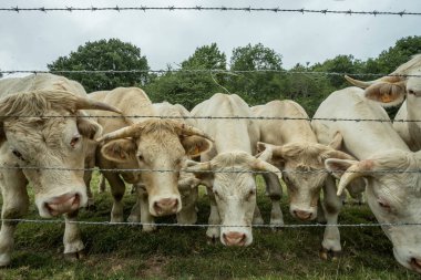 Güneşli bir günde, Normandy, Fransa bir yeşil çimenli alanda otlayan inekler. Hala Hayvancılık sanayi tarım kavramı. Yaz kırsal manzara, pastureland için evcil hayvan.
