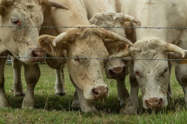 Güneşli bir günde, Normandy, Fransa bir yeşil çimenli alanda otlayan inekler. Hala Hayvancılık sanayi tarım kavramı. Yaz kırsal manzara, pastureland için Hayvancılık Evcil. Yakın çekim.