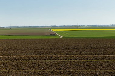 Normandy, Fransa için tarım alanları bir güneşli bahar gününde. Kırsal manzara