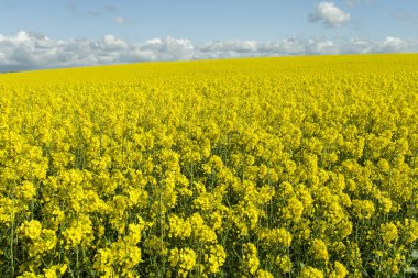 Güzel sarı çiçekli tecavüz alan Normandy, Fransa için. Ülke tarım manzara bir güneşli bahar gününde.