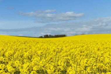 Güzel sarı çiçekli tecavüz alan Normandy, Fransa için. Ülke tarım manzara bir güneşli bahar gününde.