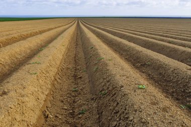 Normandy, Fransa için dikim bitkileri için hazırlanan sürülmüş tarım alanları. Kırsal manzara, tarım arazileri bahar. Çevre dostu tarım ve sanayi tarım kavramı
