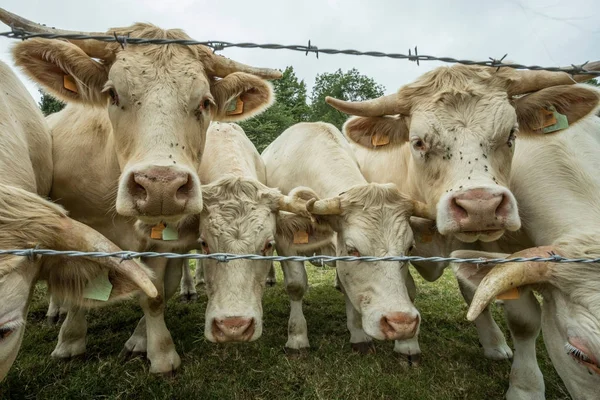 Коровы пасутся на зеленом травянистом поле в солнечный день, Нормандия, Франция. Разведение скота, концепция промышленного сельского хозяйства. Летний сельский пейзаж, пастбища для домашнего скота. Закрыть . — стоковое фото