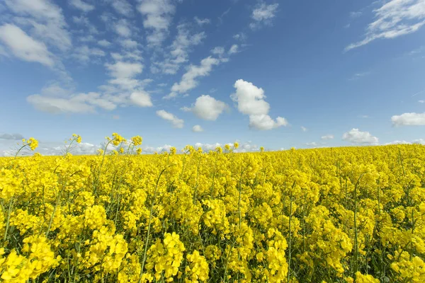 Поле рапса Мбаппе в Норильске, Франция. Сельскохозяйственный ландшафт в солнечный весенний день . — стоковое фото