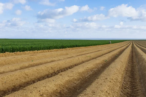 Campi agricoli arati preparati per piantare colture in Normandia, Francia. Paesaggio di campagna, terreni agricoli in primavera. Agricoltura rispettosa dell'ambiente e agricoltura industriale — Foto Stock