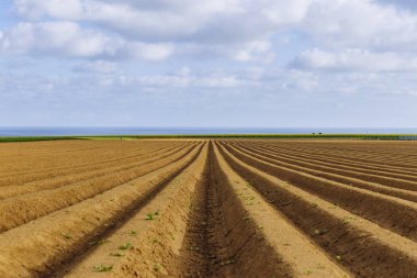 Plowed agricultural fields prepared for planting crops in Normandy, France. Countryside landscape, farmlands in spring. Environment friendly farming and industrial agriculture concept clipart