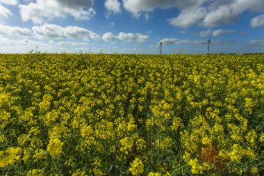 Normandy, Fransa için sarı kolza tohumu alanındaki rüzgar türbini elektrik üretimi için. Ülke tarım peyzaj tarım, yenilenebilir enerji kaynakları kavramı. Çevre dostu enerji üretim